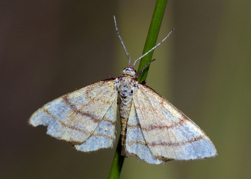 Geometride, genere Idaea